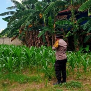 Polsek Labuapi Fasilitasi Hasil Panen Jagung Petani ke Bulog