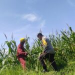 Bhabinkamtibmas Lombok Barat dampingi Petani Kuranji Dalang Sukseskan Ketahanan Pangan