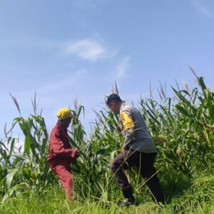 Bhabinkamtibmas Lombok Barat dampingi Petani Kuranji Dalang Sukseskan Ketahanan Pangan