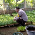 Bhabinkamtibmas Desa Tanak Gadang Monitoring Pembibitan Cabai dan Potchai untuk Dukung Program Ketahanan Pangan