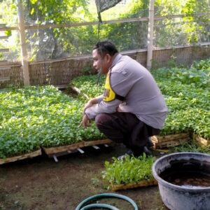 Bhabinkamtibmas Desa Tanak Gadang Monitoring Pembibitan Cabai dan Potchai untuk Dukung Program Ketahanan Pangan