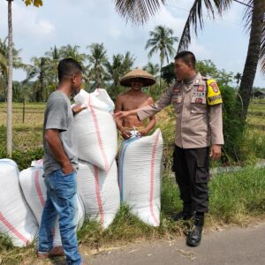 Bhabinkamtibmas Desa Bagik Papan Cek Hasil Panen Padi dan Berikan Himbauan Kamtibmas kepada Warga