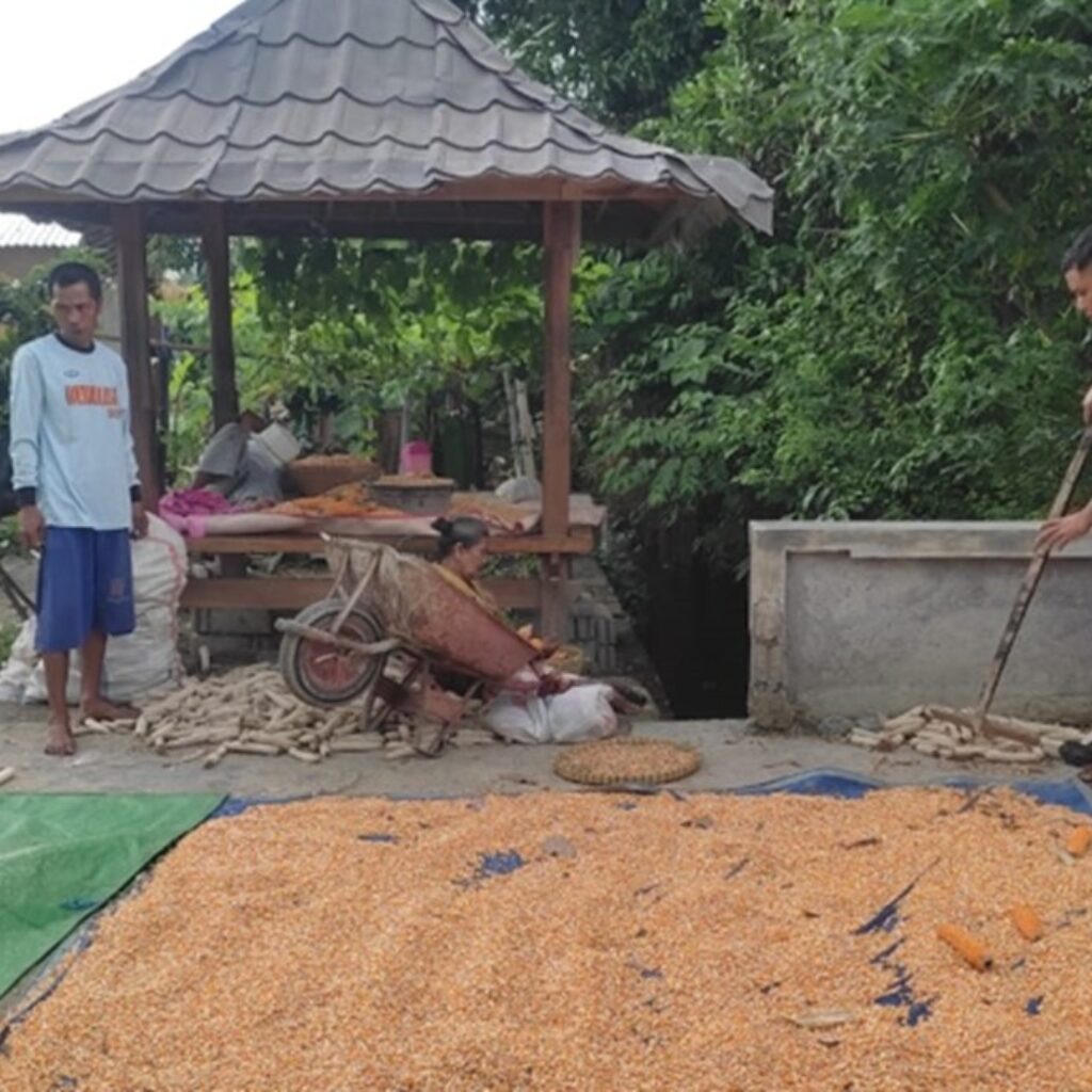 Bhabinkamtibmas Kuranji Dalang Turun Tangan Bantu Panen Padi
