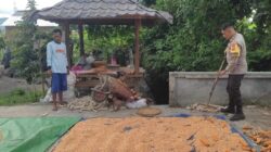 Bhabinkamtibmas Kuranji Dalang Turun Tangan Bantu Panen Padi
