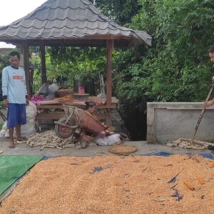 Polsek Labuapi Dampingi Petani Sukseskan Swasembada Pangan