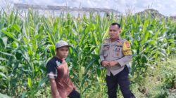 Bhabinkamtibmas Lombok Barat Pacu Petani Jagung Maksimalkan Lahan