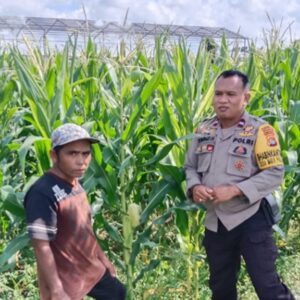 Bhabinkamtibmas Lombok Barat Pacu Petani Jagung Maksimalkan Lahan