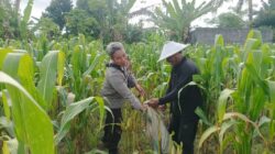 Sinergi Polisi dan Warga Dusun Tato Barat Lombok Barat Kejar Swasembada Pangan