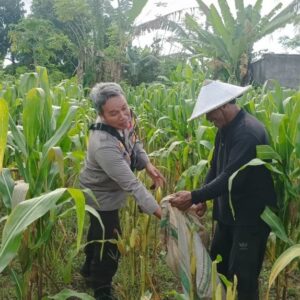 Dukung Ketahanan Pangan, Bhabinkamtibmas Sandik Edukasi Warga Manfaatkan Pekarangan