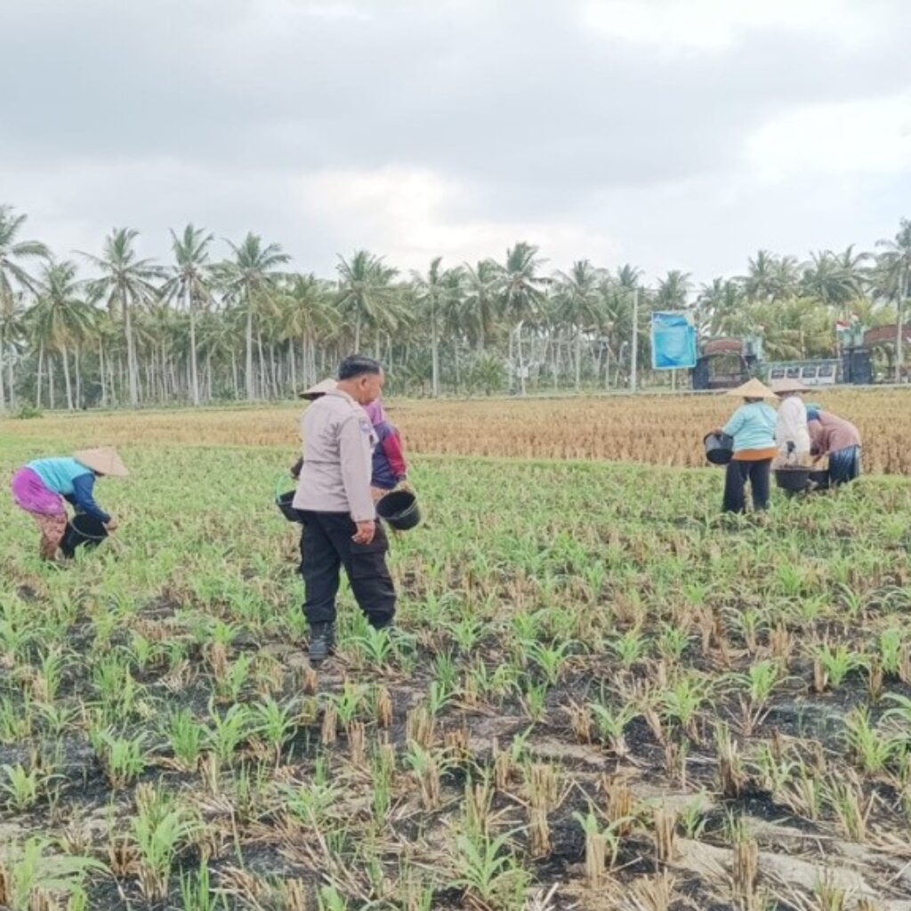 Bhabinkamtibmas Gerung Dorong Produktivitas Petani Jagung