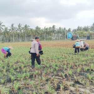 Polsek Gerung Dampingi Petani Jagung dan Peternak di Lombok Barat