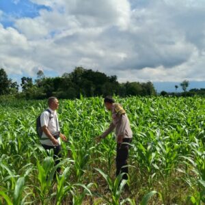 Polres Loteng Cek Pertumbuhan Jagung Warga, Dukung Program Ketahanan Pangan