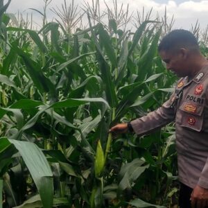 Bhabinkamtibmas Lombok Barat Dorong Warga Tanam Jagung