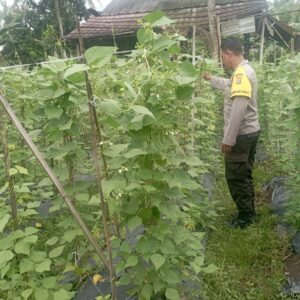 Bhabinkamtibmas Desa Kesik Cek Lahan Ketahanan Pangan Bergizi, Dukung Budidaya Kacang Panjang di Dusun Munsok