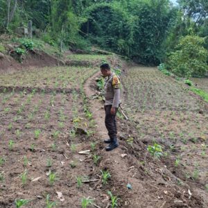 Bhabinkamtibmas Desa Sukadana Polsek Terara Aipda LL. Dony Safta Atmaja Monitoring Pertumbuhan Tanaman Jagung Milik Kelompok Tani