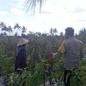 Bhabinkamtibmas Desa Kesik Cek Lahan Ketahanan Pangan Bergizi, Dukung Budidaya Tomat Bersama Kelompok Tani