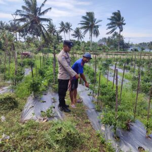 Bhabinkamtibmas Desa Paokmotong Monitoring Program Ketahanan Pangan, Cek Lahan Pekarangan Pangan Bergizi