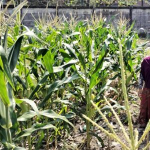 Polsek Labuapi Gerakkan Warga Sulap Lahan Kosong Jadi Sumber Pangan