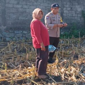Bhabinkamtibmas Labuapi Dampingi Petani Jagung Sambil Jaga Kamtibmas