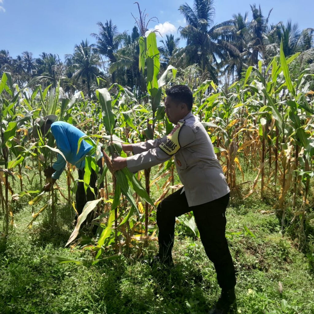 Bhabinkamtibmas Desa Mekar Damai Tinjau Lahan Petani Jagung Jelang Panen