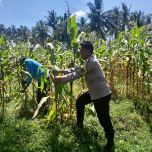 Bhabinkamtibmas Desa Mekar Damai Tinjau Lahan Petani Jagung Jelang Panen