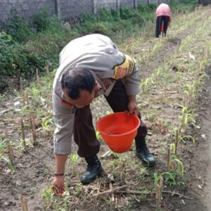 Dukung Swasembada Pangan, Polsek Labuapi Edukasi Petani di Lombok Barat