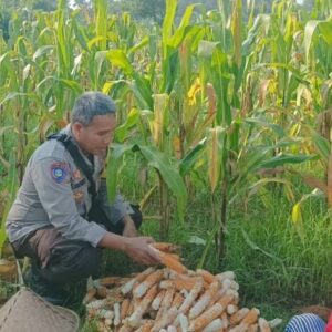 Cara Polsek Batulayar Dorong Warga Sukseskan Ketahanan Pangan dari Pekarangan Rumah