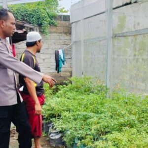 Ubah Lahan Kosong Jadi Sumber Gizi, Cara Bhabinkamtibmas Bajur Perkuat Ketahanan Pangan