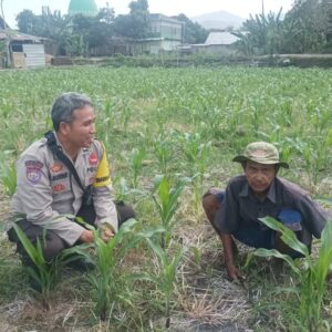 Polsek Batulayar Dampingi Petani Jagung Terkait Swasembada Pangan