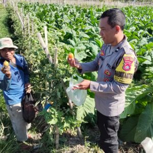 Bhabinkamtibmas Desa Pringgabaya Silaturahmi dengan Petani dan Cek Tanaman Tomat, Dukung Program Ketahanan Pangan