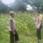 Bhabinkamtibmas Desa Sandik Kawal Ketahanan Pangan Petani Jagung
