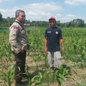 Polsek Batulayar Dampingi Petani Jagung di Desa Sandik