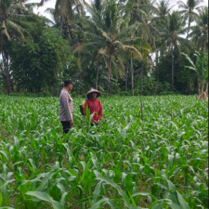 Bhabinkamtibmas Desa Pringgabaya Utara Cek Lahan Jagung dan Imbau Petani Jual Hasil Panen ke Bulog