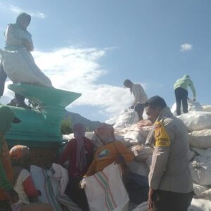 BHABINKAMTIBMAS POLSEK WOJA PANTAU PROSES PENGGILINGAN DAN PENJEMURAN JAGUNG WARGA DI DESA SANEO