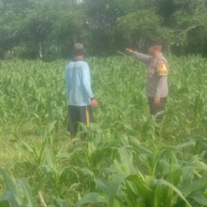 Bhabinkamtibmas Desa Rhee Dampingi Warga Pantau Pertumbuhan Jagung Hibrida