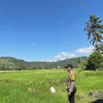 Dukung Ketahanan Pangan Nasional, Bhabinkamtibmas Desa Rhee Loka Tinjau Tanaman Padi Warga