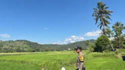 Dukung Ketahanan Pangan Nasional, Bhabinkamtibmas Desa Rhee Loka Tinjau Tanaman Padi Warga