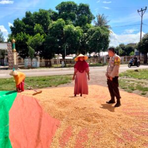 Polres Dompu Terus Dampingi Petani, Bhabinkamtibmas Awasi Proses Pascapanen Jagung