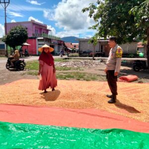 Polres Dompu Terus Dampingi Petani, Bhabinkamtibmas Awasi Proses Pascapanen Jagung