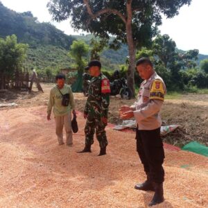BHABINKAMTIBMAS DAN BABINSA DESA MADAPRAMA SAMBANGI PETANI JAGUNG, PERKUAT KETAHANAN PANGAN DAN JAGA KAMTIBMAS