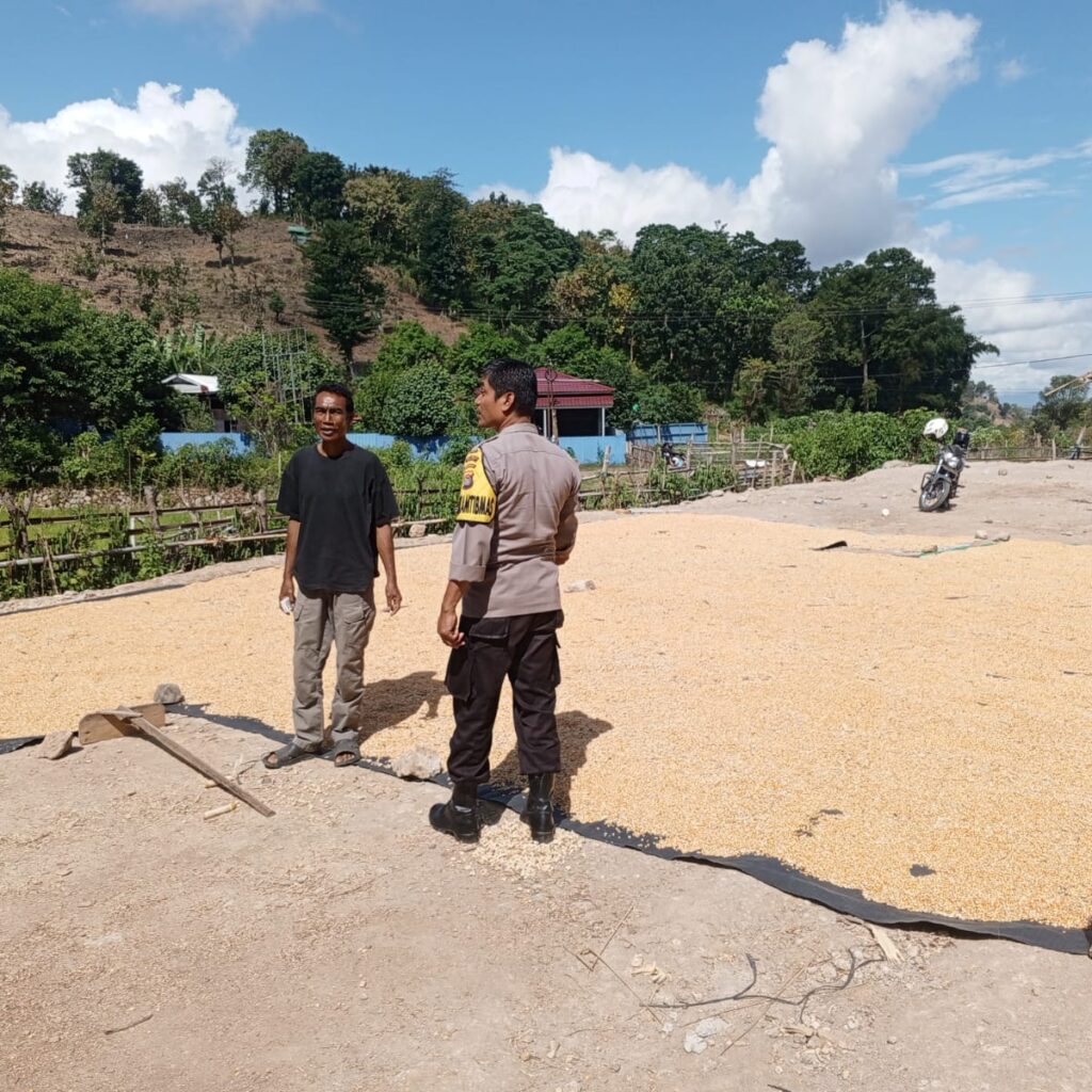 Bhabinkamtibmas Polres Bima Kota Aktif Dampingi Petani Jagung, Dukung Ketahanan Pangan Nasional