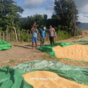 BHABINKAMTIBMAS DESA ADU PANTAU PENJEMURAN HASIL PANEN JAGUNG WARGA, DUKUNG KETAHANAN PANGAN NASIONAL