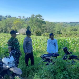 BHABINKAMTIBMAS DAN BABINSA DESA KADINDI PANTAU PERTUMBUHAN JAGUNG WARGA