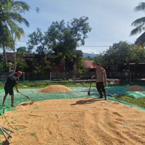 BHABINKAMTIBMAS DESA ADU BANTU PETANI JEMUR JAGUNG, DUKUNG PENINGKATAN KUALITAS HASIL PANEN