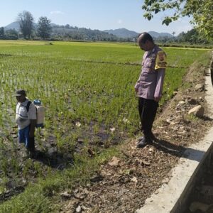 Dukung Asta Cita Presiden, Bhabinkamtibmas Desa Sebewe Dorong Diversifikasi Tanaman Pangan