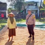 BHABINKAMTIBMAS DESA SAWE PANTAU HASIL PANEN JAGUNG WARGA, DORONG PENINGKATAN PRODUKSI DAN PENYERAPAN HASIL PANEN MELALUI BULOG
