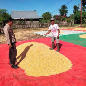 POLRI HADIR DI TENGAH PETANI, BHABINKAMTIBMAS DESA CEMPI JAYA MONITORING HASIL PANEN JAGUNG WARGA