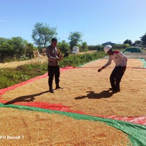 BHABINKAMTIBMAS DESA HU’U PANTAU HASIL PANEN JAGUNG WARGA, DORONG PEMANFAATAN LAHAN PEKARANGAN UNTUK PENINGKATAN EKONOMI