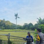 Dukung Swasembada Pangan, Bhabinkamtibmas Desa Sampe Pantau Pertumbuhan Tanaman Padi Warga