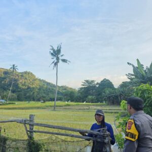 Dukung Swasembada Pangan, Bhabinkamtibmas Desa Sampe Pantau Pertumbuhan Tanaman Padi Warga